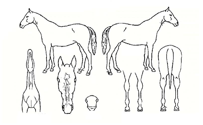 ����ġ���� ����,���,�޸�,�λ�,�ٸ��� Ư¡����