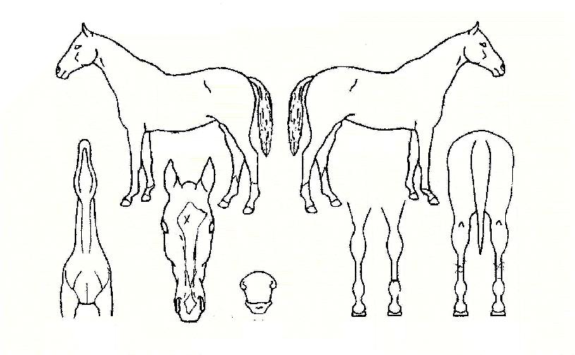 ޳ªÀÇ Ãø¸é,¿ì¸é,µÞ¸é,µÎ»ó,´Ù¸®ÀÇ Æ¯Â¡µµÇØ