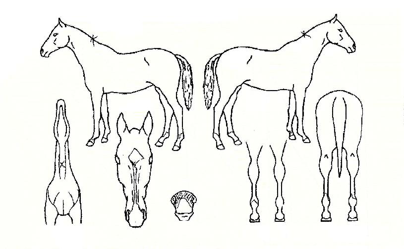 �������� ����,���,�޸�,�λ�,�ٸ��� Ư¡����