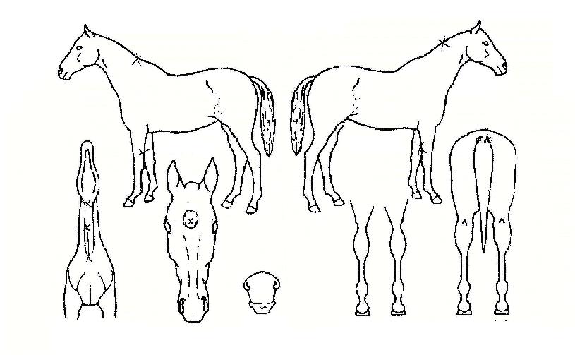 Å齺Å丮ÀÇ Ãø¸é,¿ì¸é,µÞ¸é,µÎ»ó,´Ù¸®ÀÇ Æ¯Â¡µµÇØ