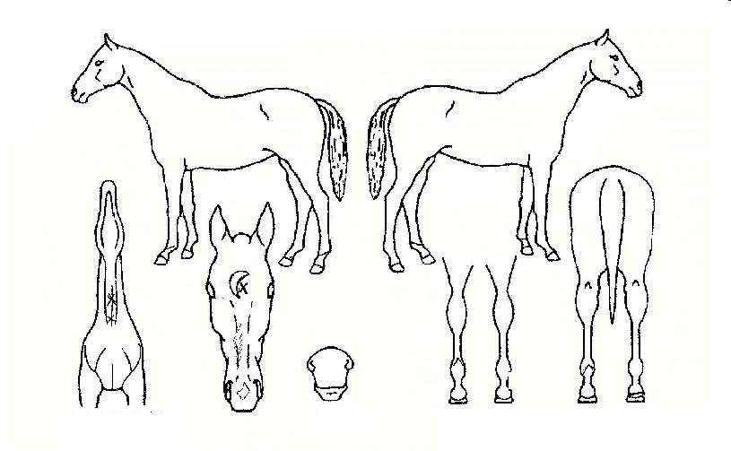 ¸¶ÃʸÇÀÇ Ãø¸é,¿ì¸é,µÞ¸é,µÎ»ó,´Ù¸®ÀÇ Æ¯Â¡µµÇØ