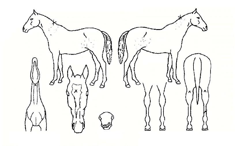 ��߼��� ����,���,�޸�,�λ�,�ٸ��� Ư¡����