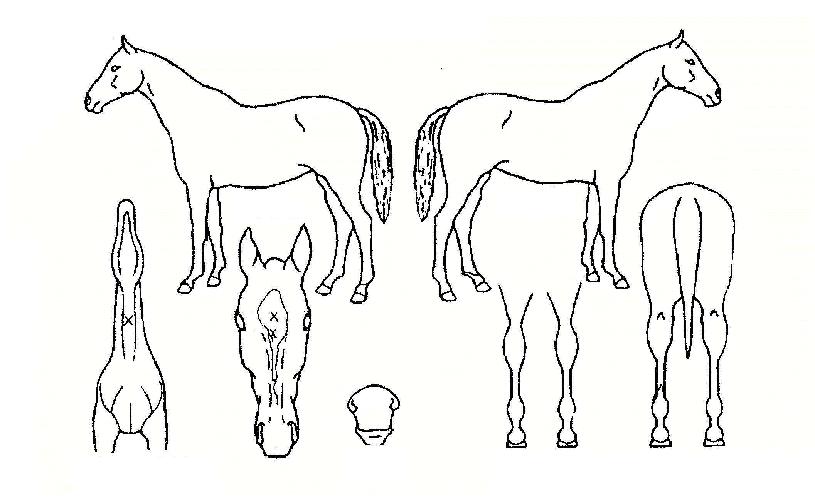 ������ ����,���,�޸�,�λ�,�ٸ��� Ư¡����