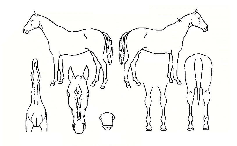 ºê¶ó¿î¿£Á©ÀÇ Ãø¸é,¿ì¸é,µÞ¸é,µÎ»ó,´Ù¸®ÀÇ Æ¯Â¡µµÇØ