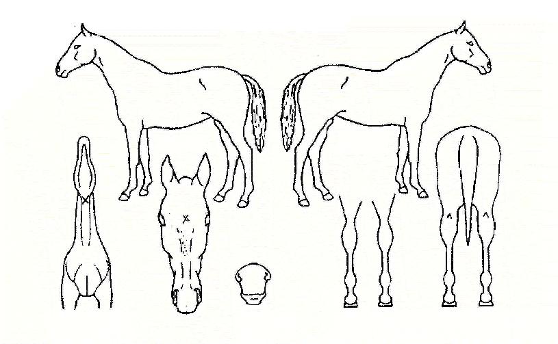 »õ·Î¿îèÇǾðÀÇ Ãø¸é,¿ì¸é,µÞ¸é,µÎ»ó,´Ù¸®ÀÇ Æ¯Â¡µµÇØ