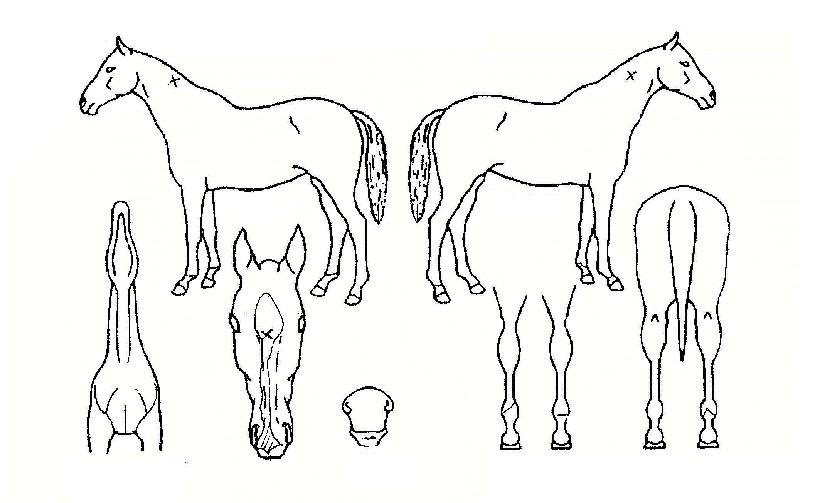 ½ÃÅ©¸´·¹½ºÆ®ÀÚ¸¶ÀÇ Ãø¸é,¿ì¸é,µÞ¸é,µÎ»ó,´Ù¸®ÀÇ Æ¯Â¡µµÇØ