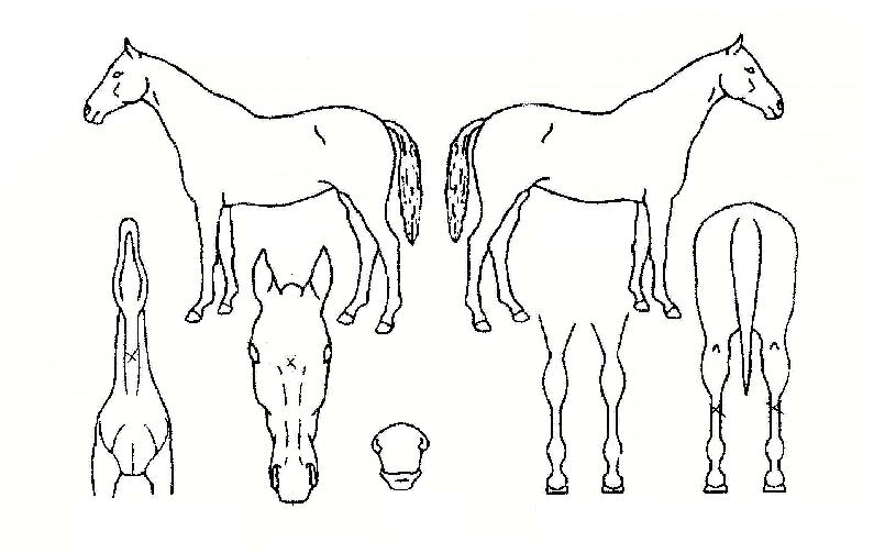 ���������� ����,���,�޸�,�λ�,�ٸ��� Ư¡����