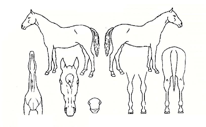 ���ο������ ����,���,�޸�,�λ�,�ٸ��� Ư¡����