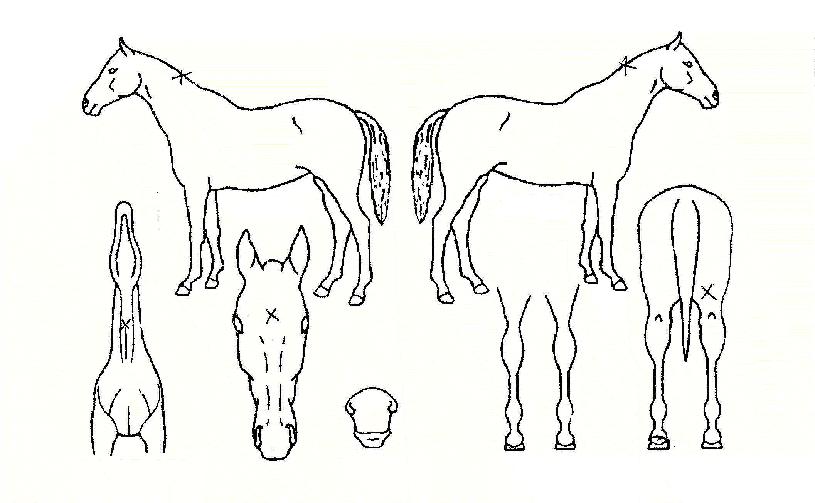 ���̻����ڸ��� ����,���,�޸�,�λ�,�ٸ��� Ư¡����