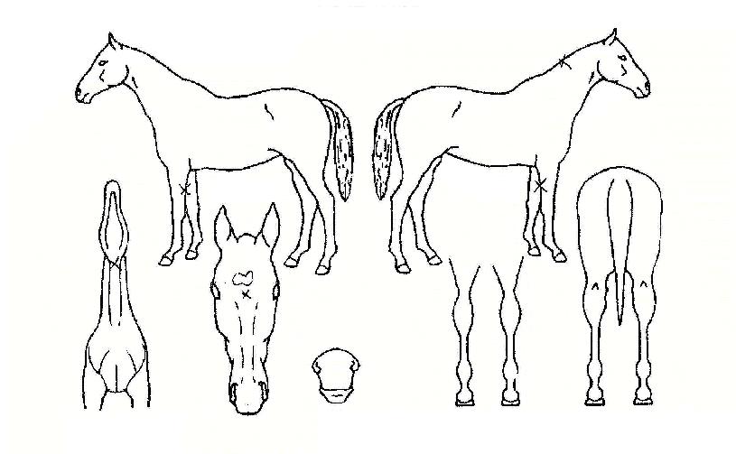 ÀüÅë´í½ºÀÇ Ãø¸é,¿ì¸é,µÞ¸é,µÎ»ó,´Ù¸®ÀÇ Æ¯Â¡µµÇØ