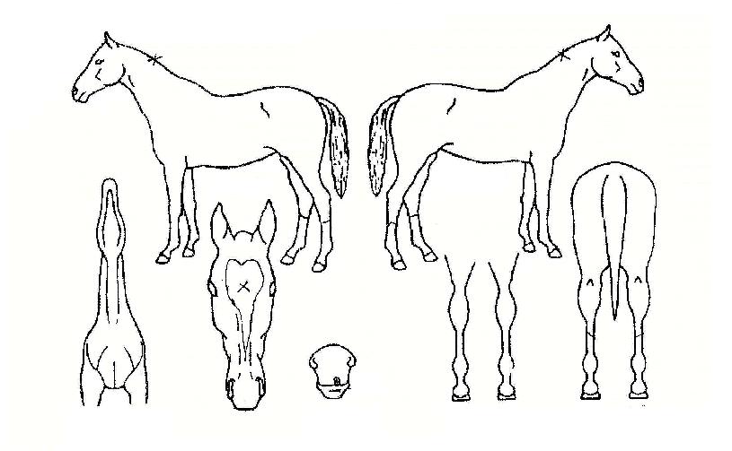 Å©·¹¼ÏµµÀÇ Ãø¸é,¿ì¸é,µÞ¸é,µÎ»ó,´Ù¸®ÀÇ Æ¯Â¡µµÇØ