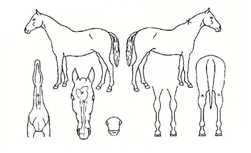 õ���ǿ����� ����,���,�޸�,�λ�,�ٸ��� Ư¡����