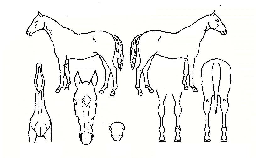 ��������Ʈ�� ����,���,�޸�,�λ�,�ٸ��� Ư¡����