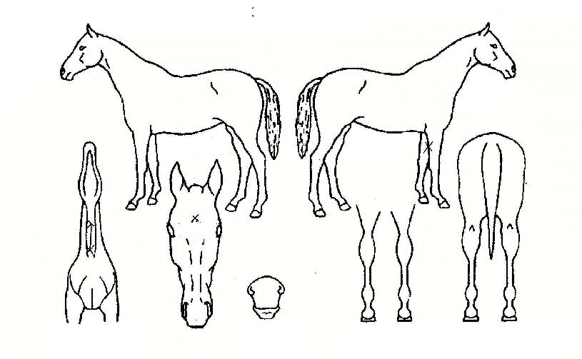 ´©¸®Åº»ýÀÇ Ãø¸é,¿ì¸é,µÞ¸é,µÎ»ó,´Ù¸®ÀÇ Æ¯Â¡µµÇØ