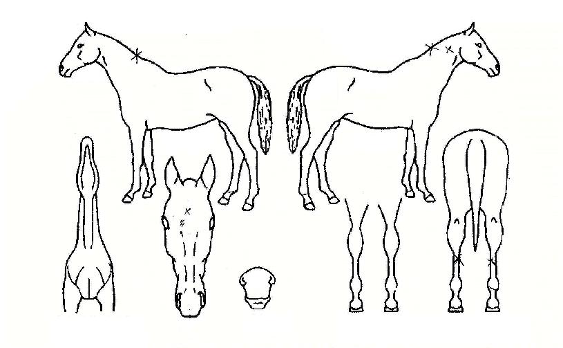 ���������� ����,���,�޸�,�λ�,�ٸ��� Ư¡����