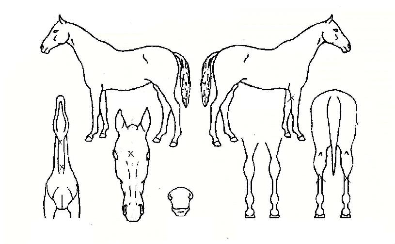 ¿¬ÁöÀÇ Ãø¸é,¿ì¸é,µÞ¸é,µÎ»ó,´Ù¸®ÀÇ Æ¯Â¡µµÇØ