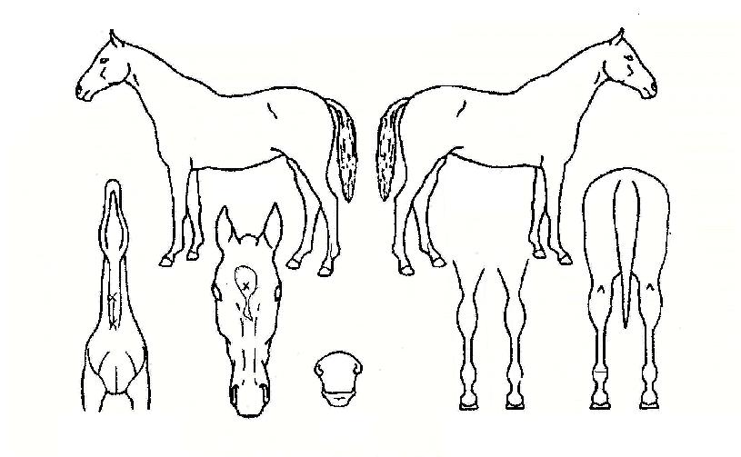 �ǹ������� ����,���,�޸�,�λ�,�ٸ��� Ư¡����