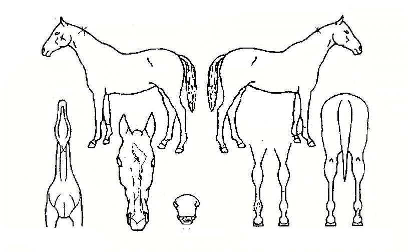 �������� ����,���,�޸�,�λ�,�ٸ��� Ư¡����