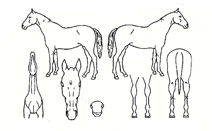 ����ĵ�� ����,���,�޸�,�λ�,�ٸ��� Ư¡����