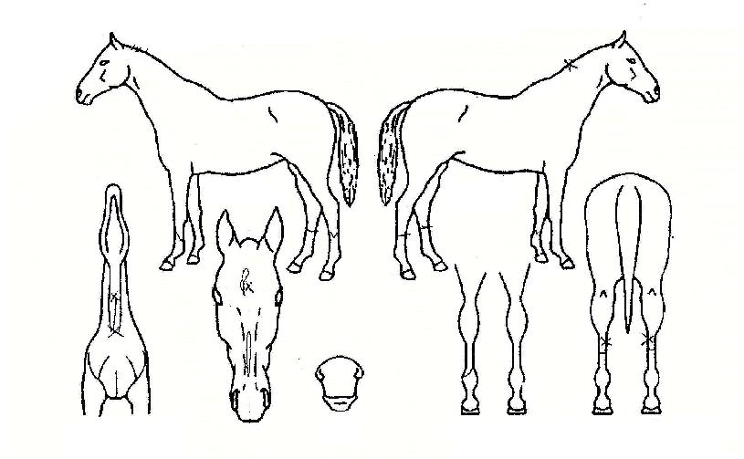 Ŭ¸®Å¶¿§ÀÚ¸¶ÀÇ Ãø¸é,¿ì¸é,µÞ¸é,µÎ»ó,´Ù¸®ÀÇ Æ¯Â¡µµÇØ