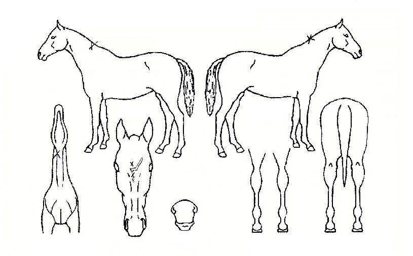 ¼¾ÇÁ¶óÀ̵åÀÇ Ãø¸é,¿ì¸é,µÞ¸é,µÎ»ó,´Ù¸®ÀÇ Æ¯Â¡µµÇØ