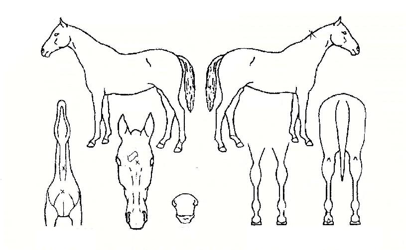 È»êÀÇ¸í°¡ÀÇ Ãø¸é,¿ì¸é,µÞ¸é,µÎ»ó,´Ù¸®ÀÇ Æ¯Â¡µµÇØ