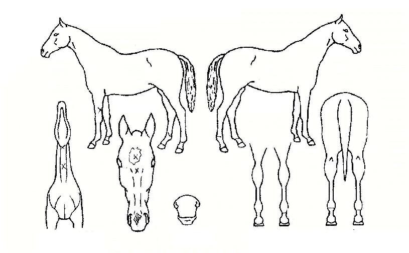 ¹é»ó¾îÀÇ Ãø¸é,¿ì¸é,µÞ¸é,µÎ»ó,´Ù¸®ÀÇ Æ¯Â¡µµÇØ