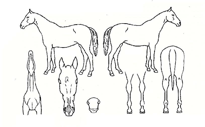 ��õȣ�� ����,���,�޸�,�λ�,�ٸ��� Ư¡����