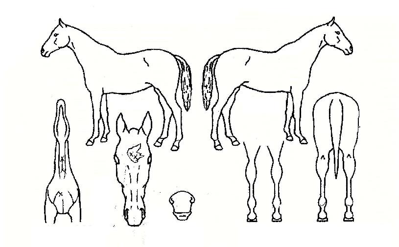 ´õºñ½ºÅ丮ÀÇ Ãø¸é,¿ì¸é,µÞ¸é,µÎ»ó,´Ù¸®ÀÇ Æ¯Â¡µµÇØ