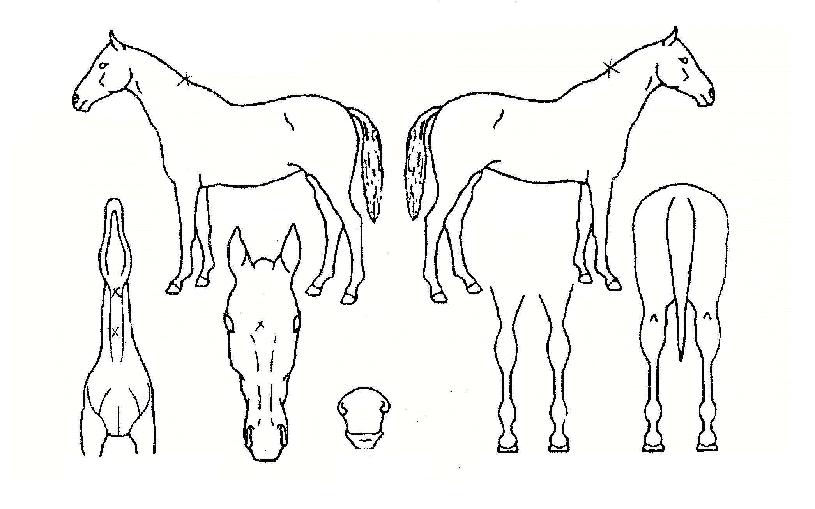 ¸¶ÇÏÆ¯±ÞÀÇ Ãø¸é,¿ì¸é,µÞ¸é,µÎ»ó,´Ù¸®ÀÇ Æ¯Â¡µµÇØ