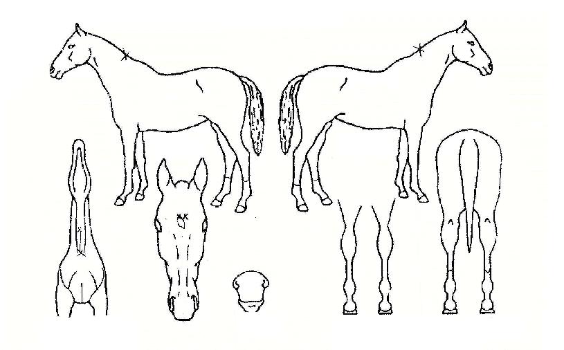 ÀÏÃÌõ¸®ÀÇ Ãø¸é,¿ì¸é,µÞ¸é,µÎ»ó,´Ù¸®ÀÇ Æ¯Â¡µµÇØ