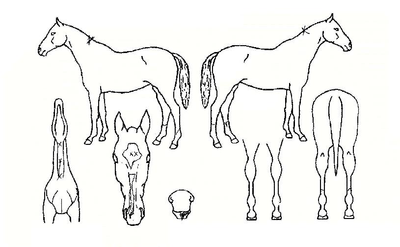 �躸���� ����,���,�޸�,�λ�,�ٸ��� Ư¡����