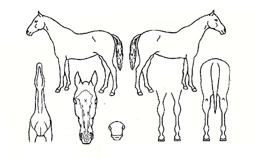 ´ëÁöÀÇÃàÁ¦ÀÇ Ãø¸é,¿ì¸é,µÞ¸é,µÎ»ó,´Ù¸®ÀÇ Æ¯Â¡µµÇØ