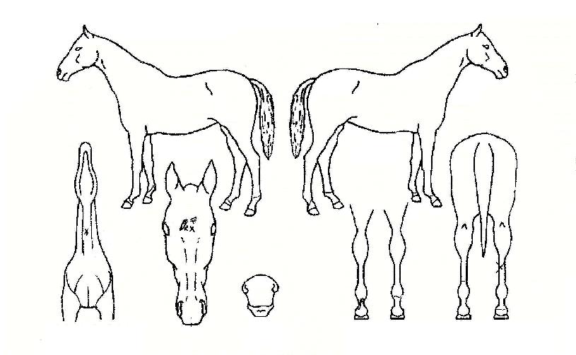 ¶ó½ºÆ®»þÀÌ´×ÀÇ Ãø¸é,¿ì¸é,µÞ¸é,µÎ»ó,´Ù¸®ÀÇ Æ¯Â¡µµÇØ