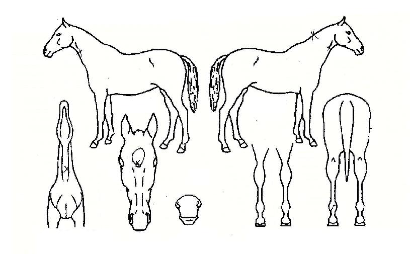 �����ڸ��� ����,���,�޸�,�λ�,�ٸ��� Ư¡����