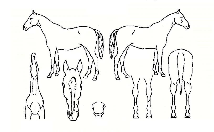 ���������� ����,���,�޸�,�λ�,�ٸ��� Ư¡����