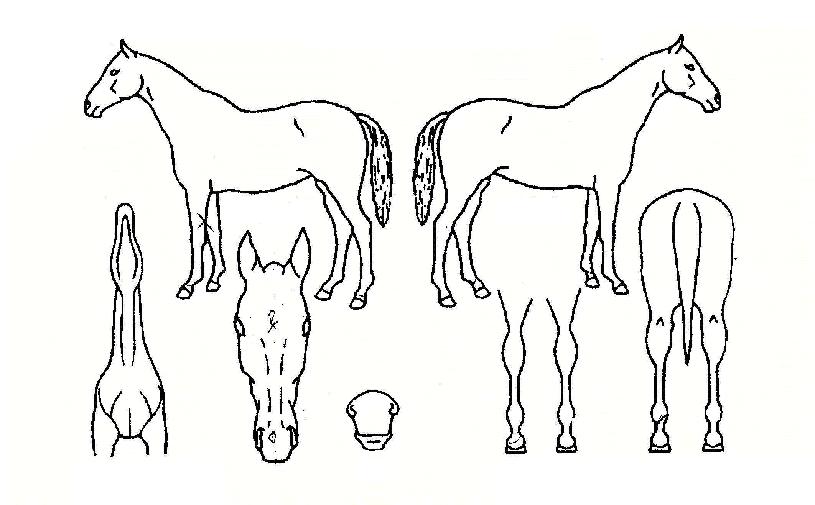 Æ®·³º§ÀÇ Ãø¸é,¿ì¸é,µÞ¸é,µÎ»ó,´Ù¸®ÀÇ Æ¯Â¡µµÇØ