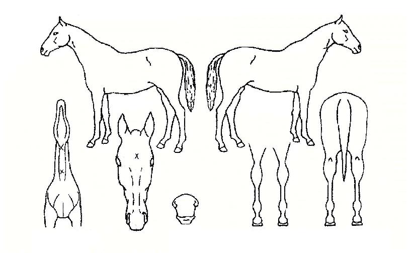 À§´ëÇѵµÀüÀÇ Ãø¸é,¿ì¸é,µÞ¸é,µÎ»ó,´Ù¸®ÀÇ Æ¯Â¡µµÇØ