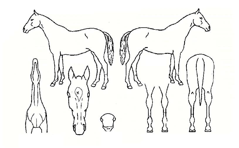 ���������� ����,���,�޸�,�λ�,�ٸ��� Ư¡����