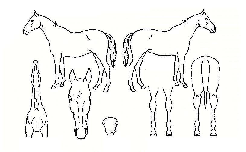 �ض�Ȳ���� ����,���,�޸�,�λ�,�ٸ��� Ư¡����