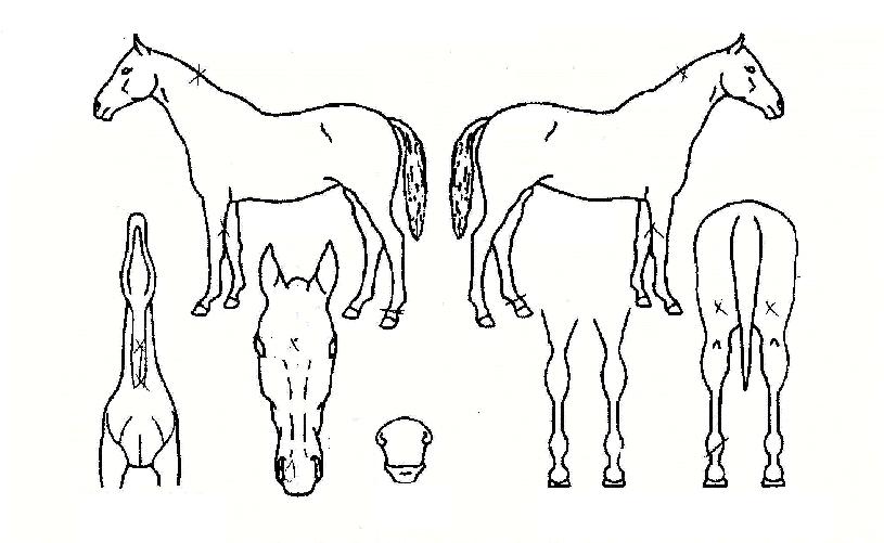 ¼¿ïŸ¿öÀÇ Ãø¸é,¿ì¸é,µÞ¸é,µÎ»ó,´Ù¸®ÀÇ Æ¯Â¡µµÇØ