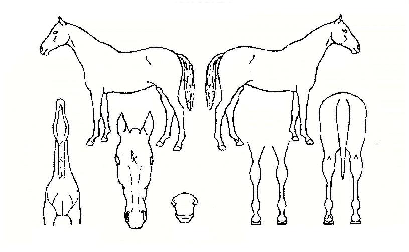 Èæ°ÇÁúÁÖÀÇ Ãø¸é,¿ì¸é,µÞ¸é,µÎ»ó,´Ù¸®ÀÇ Æ¯Â¡µµÇØ