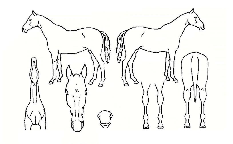 �������屺�� ����,���,�޸�,�λ�,�ٸ��� Ư¡����