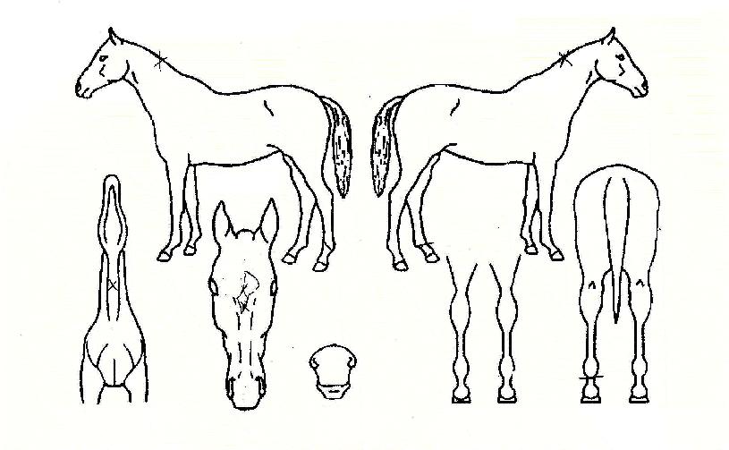 ¼¹ÔÅ·ÀÇ Ãø¸é,¿ì¸é,µÞ¸é,µÎ»ó,´Ù¸®ÀÇ Æ¯Â¡µµÇØ