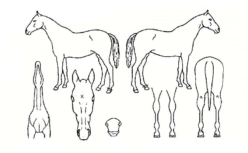 ��������� ����,���,�޸�,�λ�,�ٸ��� Ư¡����