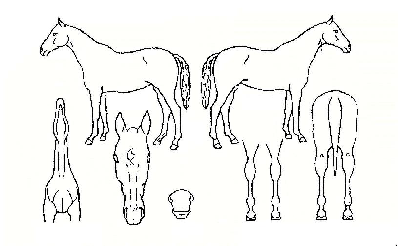 ��������� ����,���,�޸�,�λ�,�ٸ��� Ư¡����