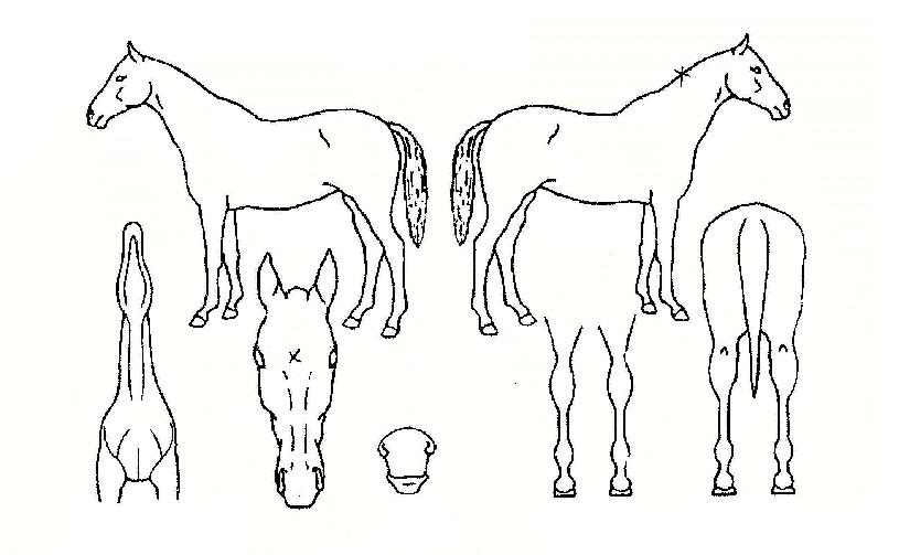 ����̹����� ����,���,�޸�,�λ�,�ٸ��� Ư¡����