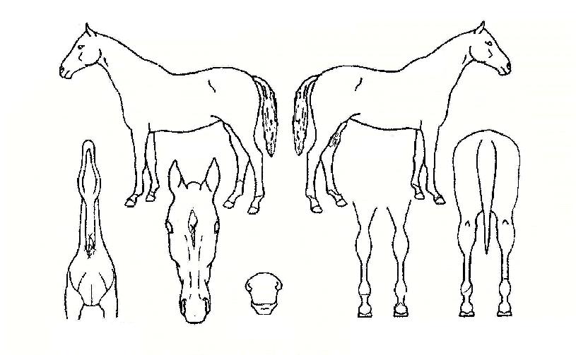 µ¿°ÀÇ Ãø¸é,¿ì¸é,µÞ¸é,µÎ»ó,´Ù¸®ÀÇ Æ¯Â¡µµÇØ