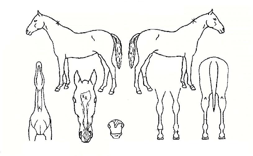 ÇϵåÄÚ¾îÀÇ Ãø¸é,¿ì¸é,µÞ¸é,µÎ»ó,´Ù¸®ÀÇ Æ¯Â¡µµÇØ