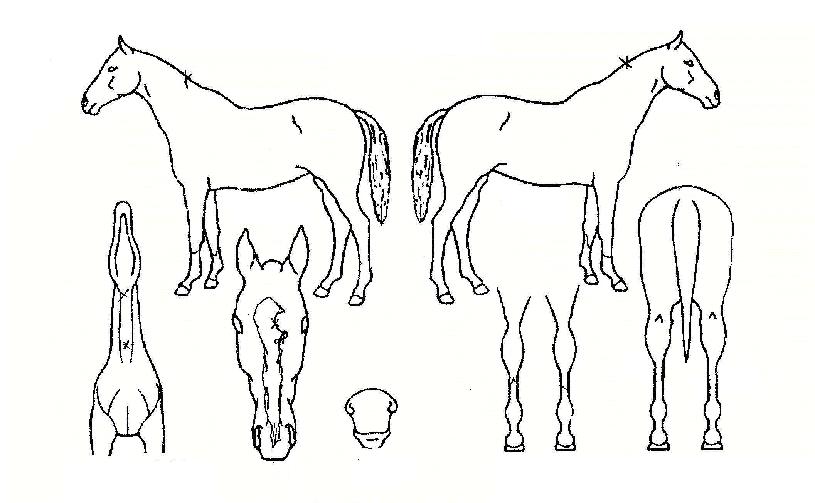 ��Ʈǻ���� ����,���,�޸�,�λ�,�ٸ��� Ư¡����